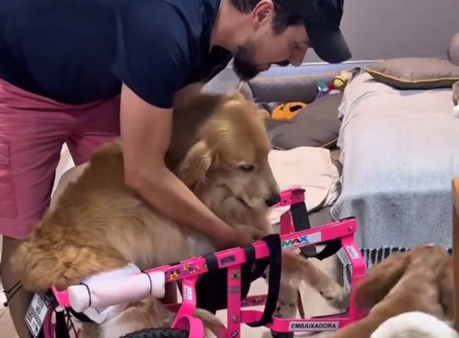 (VÍDEO) Cachorrinha paraplégica reage com alegria à cadeira de rodas e emociona a internet