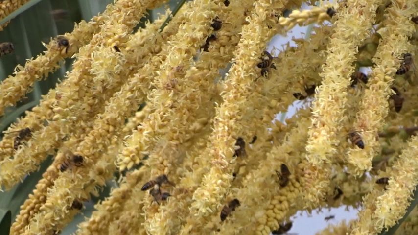 Mulher é atacada por abelhas enquanto colhia butiá nas dunas de Imbituba