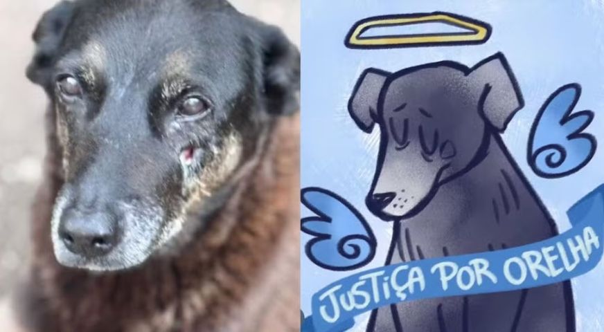 Cão Orelha: operação cumpre mandados em SC contra investigados por morte de cachorro comunitário