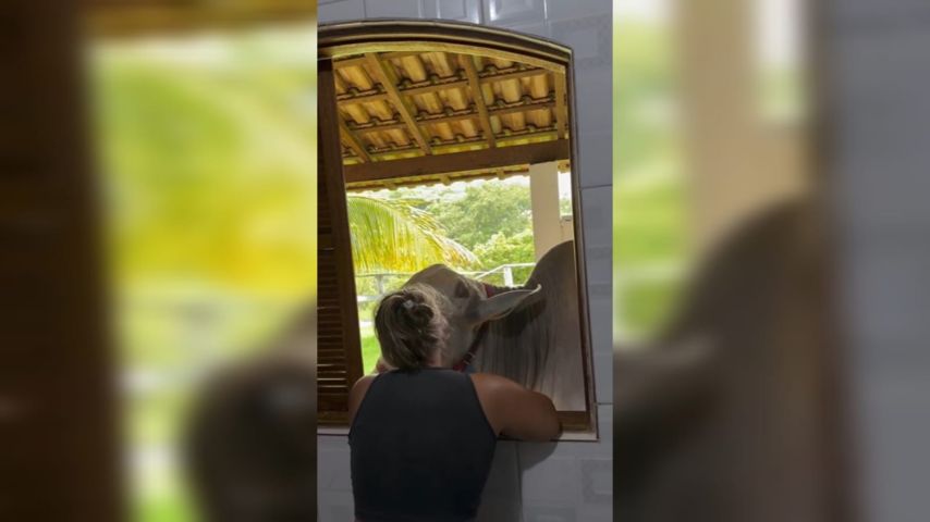 Em meio a crueldade feita contra o cachorrinho Orelha de Florianópolis, um momento carinhoso entre um boi e sua dona