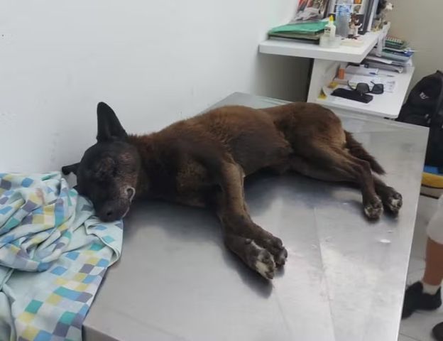 Polícia divulga foto do cachorro Orelha após eutanásia