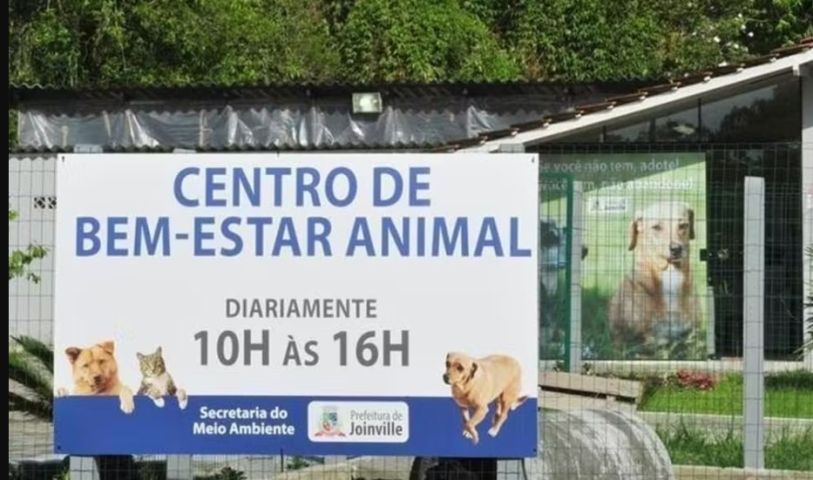 Em SC: Denúncia de eutanásia em animais para liberar espaço em abrigo é investigada pelo MP