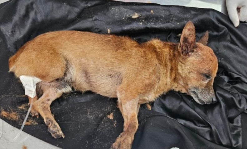 (Vídeo) Cão é encontrado baleado e abandonado em Forquilhinha