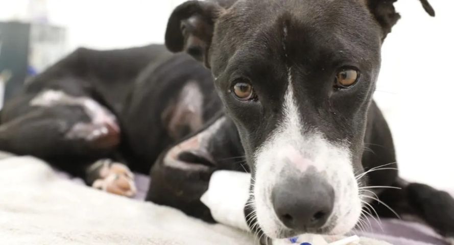 SC registra 14 casos de animais vítimas de maus-tratos por dia em 2026