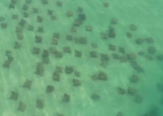 (Vídeo) Raro: mais de 100 arraias são vistas nas águas do Farol de Santa Marta