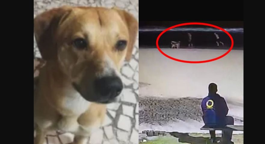 (Vídeo) Imagens fortes mostram o exato momento em que adolescentes tentam afogar o cão Caramelo no mar