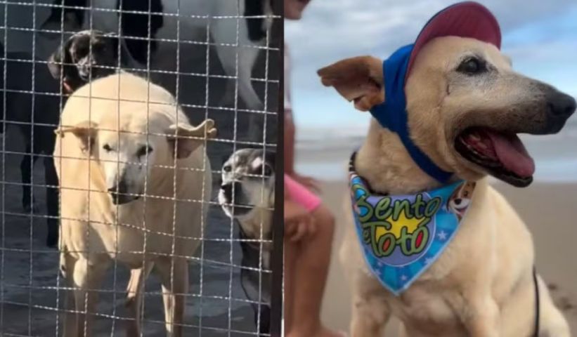 'Vô Davi': cão idoso de 22 anos é adotado de abrigo e vai viver na praia