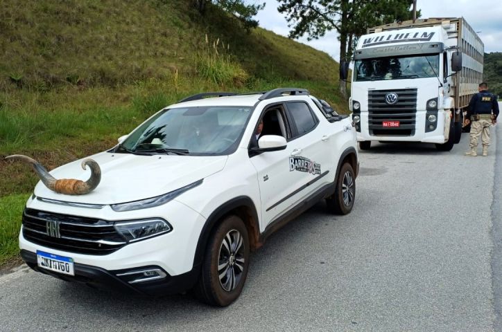 Toro com chifre de boi no capô é flagrada na BR-282 em SC