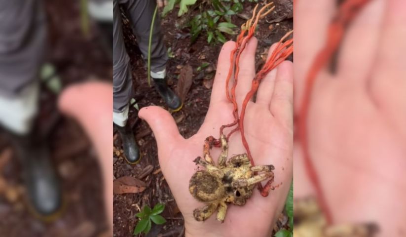 Aranha gigante infectada pelo fungo de The Last of Us é encontrada na Amazônia