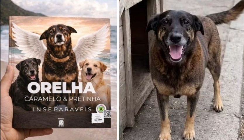 ‘Inseparáveis’: livro reunirá relatos e histórias dos cães Orelha, Caramelo e Pretinha