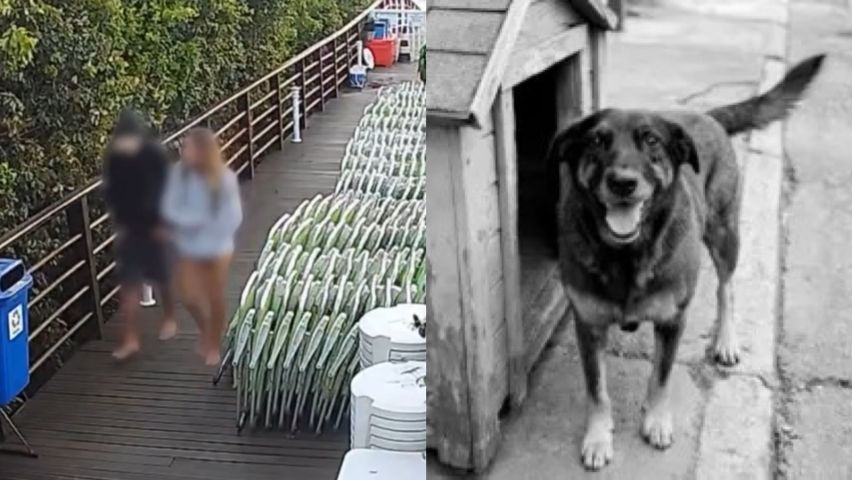 Vídeo mostra adolescente voltando para condomínio após agredir o cão Orelha