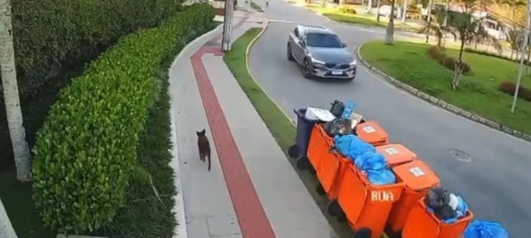 VÍDEO: Imagens mostram cão que supostamente seria Orelha caminhando após agressões