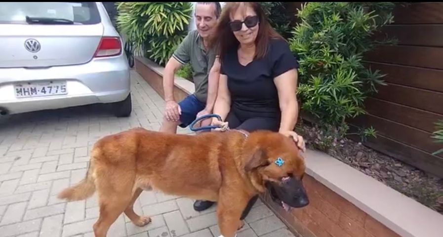 Cão vítima de maus-tratos que perdeu os olhos é adotado após um mês de internação em Tubarão