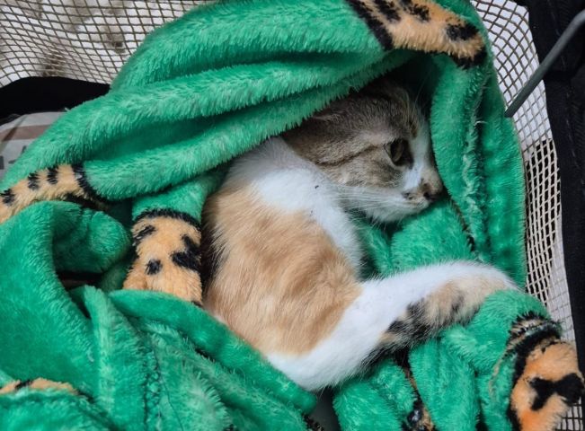 Mulher é presa após arremessar gata do 12º andar de prédio no Centro de Curitiba