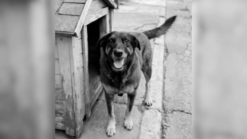 Caso Cão Orelha: MPSC vai requisitar diligências complementares à Polícia Civil