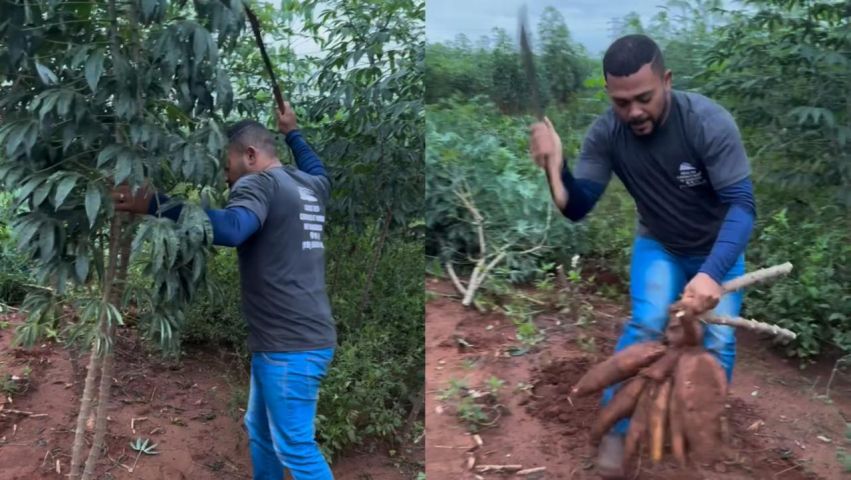 (VÍDEO) Facão que canta: trabalhador viraliza ao cortar mandioca em vídeo impressionante