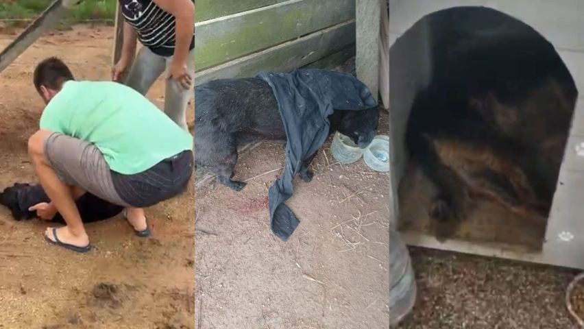 Protetora de Tubarão encontra cães mortos e feridos em sítio e polícia apura suspeita de maus-tratos