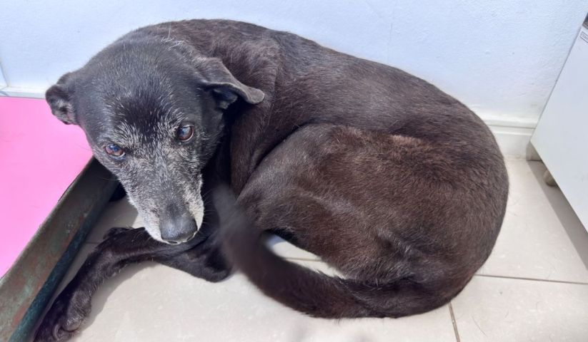 Morre Pretinha, melhor amiga e companheira inseparável do cão Orelha