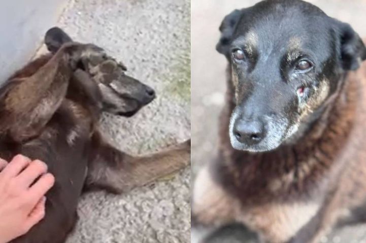 Ministério Público pode pedir exumação do corpo do cão Orelha