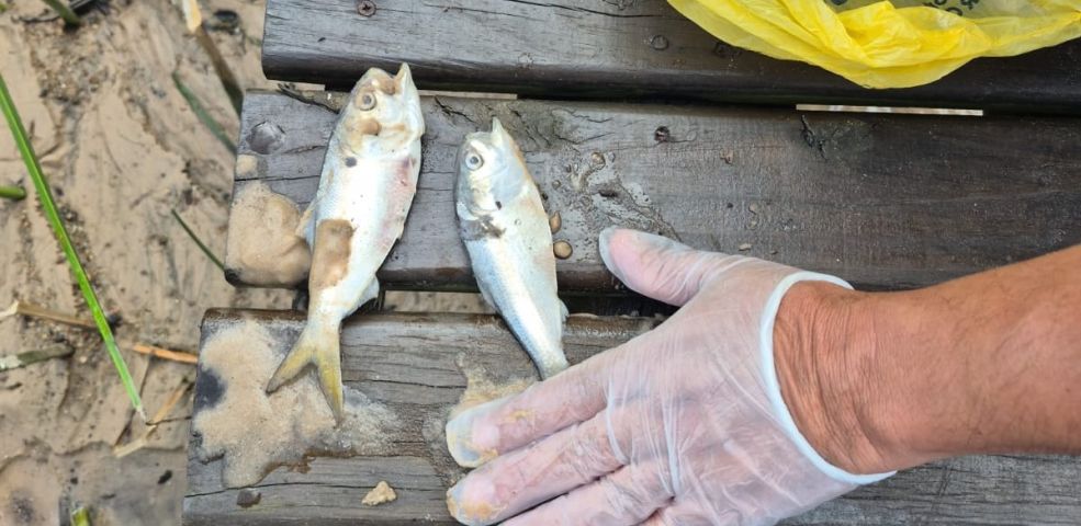 Morte de peixes na Lagoa do Meio gera preocupação na Praia do Rosa