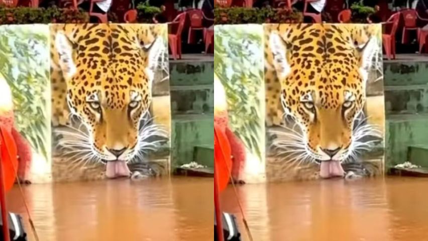 (VÍDEO) Onça bebe água e mobiliza moradores durante cheia do Rio Araguaia em MT