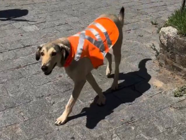 (VÍDEO) Cão caramelo vira mascote da limpeza urbana e conquista moradores de Laguna
