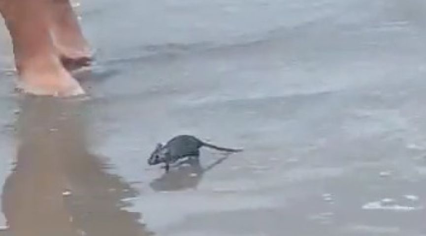 VÍDEO: Rato é flagrado nadando na água na Praia Central de Garopaba