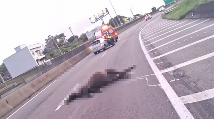 Carro colide contra cavalo na BR-101 em Pescaria Brava e motorista tem suspeita de traumatismo