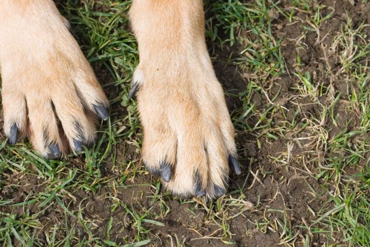 Idoso de 70 anos é preso após matar um cachorro a pauladas em Rio dos Cedros