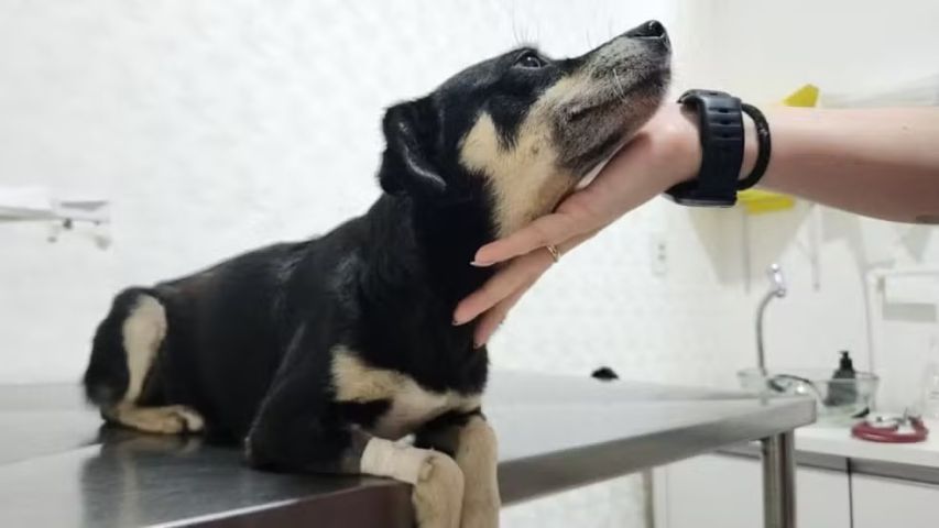 Cadela grávida é enterrada viva em Joinville; animal foi resgatado com vida