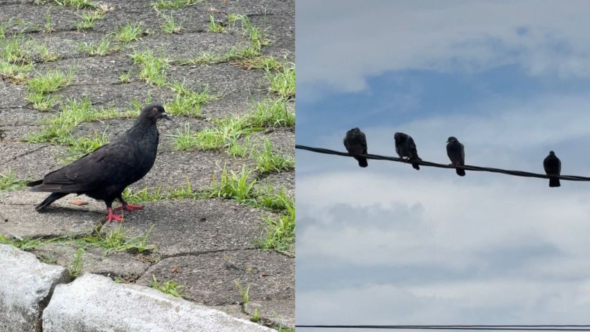 Alimentar pombos é proibido e concentração das aves se espalha por bairros de Tubarão