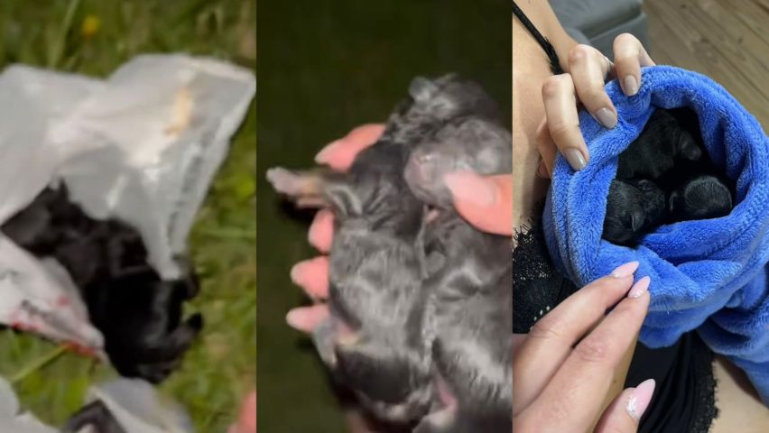 (VÍDEO) Homem abandona filhotes recém-nascidos em sacolas em Garopaba