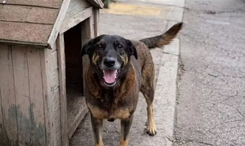 Caso do Cão Orelha segue sem denúncia e entra em nova fase com força-tarefa do MPSC