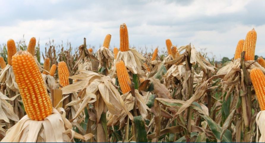 Entenda como a guerra entre EUA e Irã pode afetar a produção de milho em SC