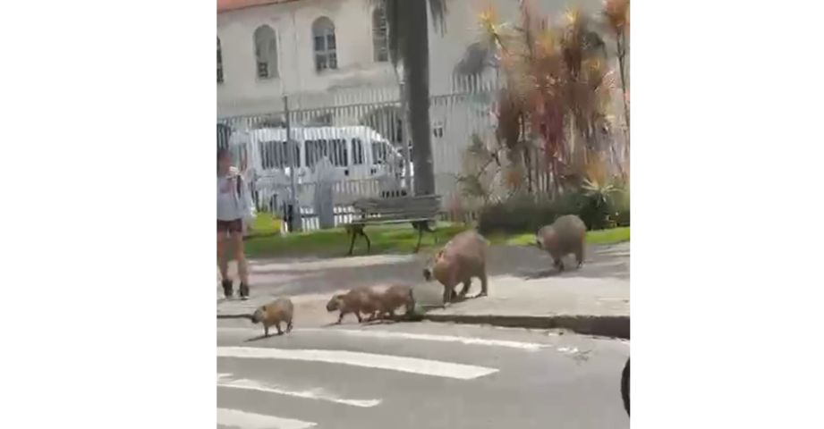 (Vídeo) Família de capivaras atravessa faixa de pedestres e encanta estudantes em Tubarão