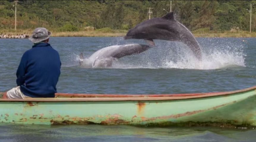 Parceria entre botos e pescadores para captura de peixes vira patrimônio imaterial do Brasil; entenda
