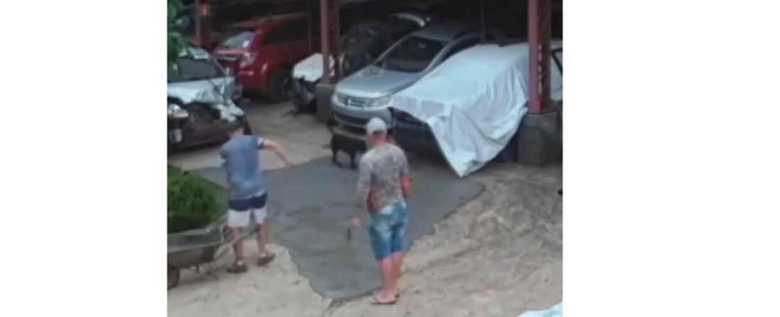 (Vídeo) Cachorro viraliza ao 'inspecionar' obra três vezes e deixar marcas no cimento fresco
