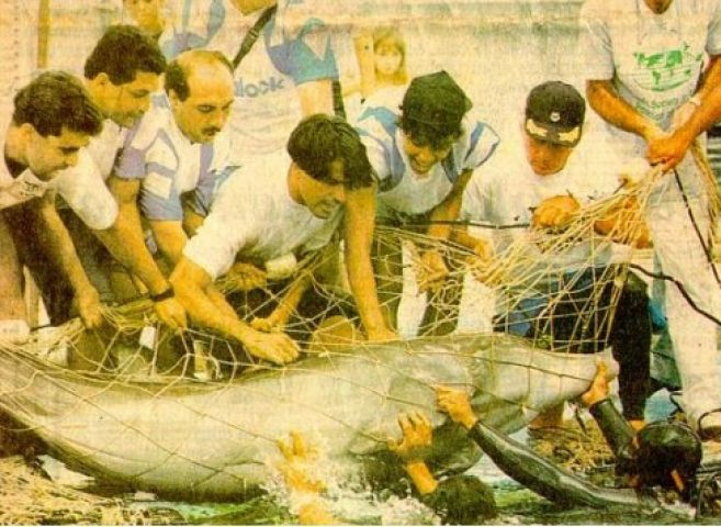 Conheça a história do golfinho lagunense Flipper, um dos animais mais queridos do Brasil