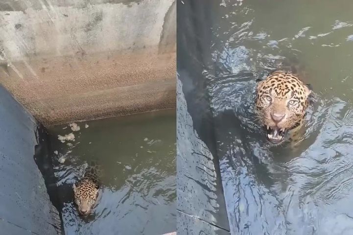 Vídeo: Onça-pintada é resgatada após ficar presa em canal de usina hidrelétrica