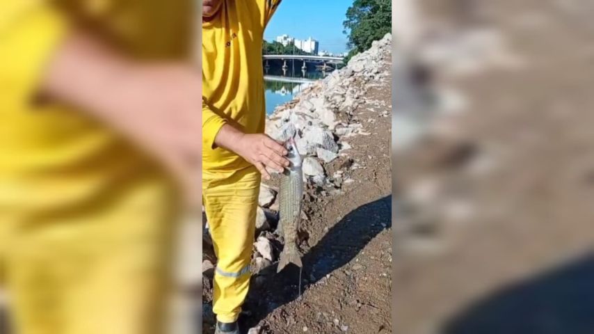 Homem pesca tainha de grande porte na região central de Tubarão