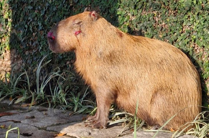 Capivara é espancada por seis homens e dois adolescentes no Rio de Janeiro