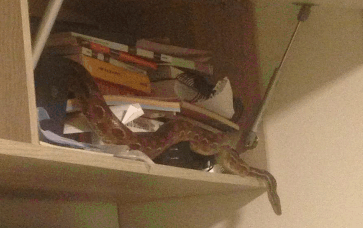 No país: Após levar medo a moradores, jiboia é capturada em prédio