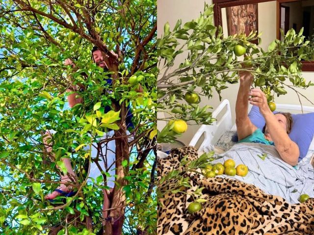 Genro leva galho de mexerica à sogra acamada e gesto emociona nas redes