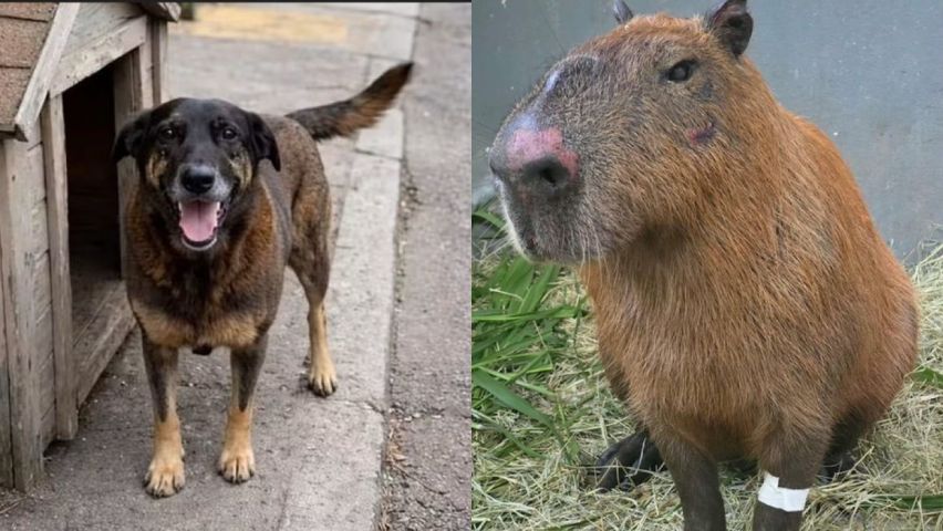 Decreto Cão Orelha: agressores de capivara pagarão multa de R$160 mil