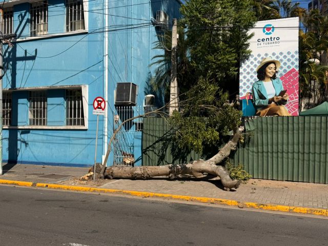 Árvore cai na calçada no Centro de Tubarão e assusta pedestre