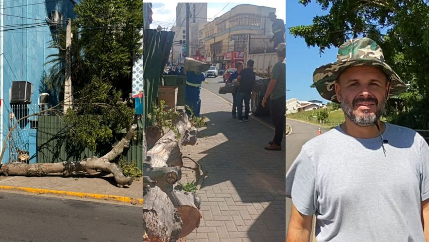 Árvore que caiu no Centro de Tubarão é retirada após susto em pedestre