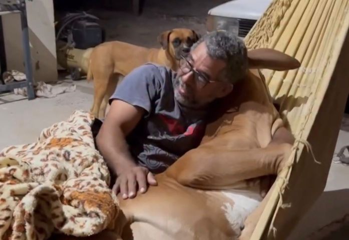 (VÍDEO) Vaca deitada em rede ao lado do tutor viraliza nas redes sociais