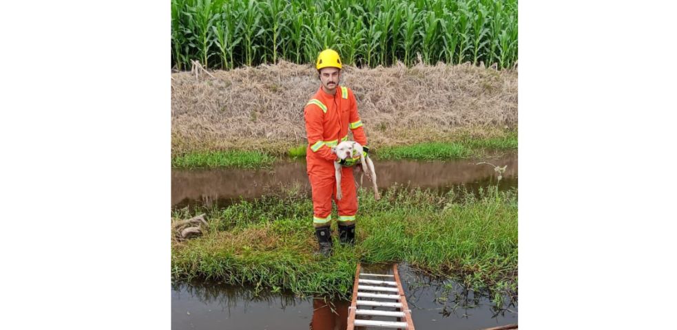 Cadela é resgatada após ficar dias ilhada em rio em Jaguaruna