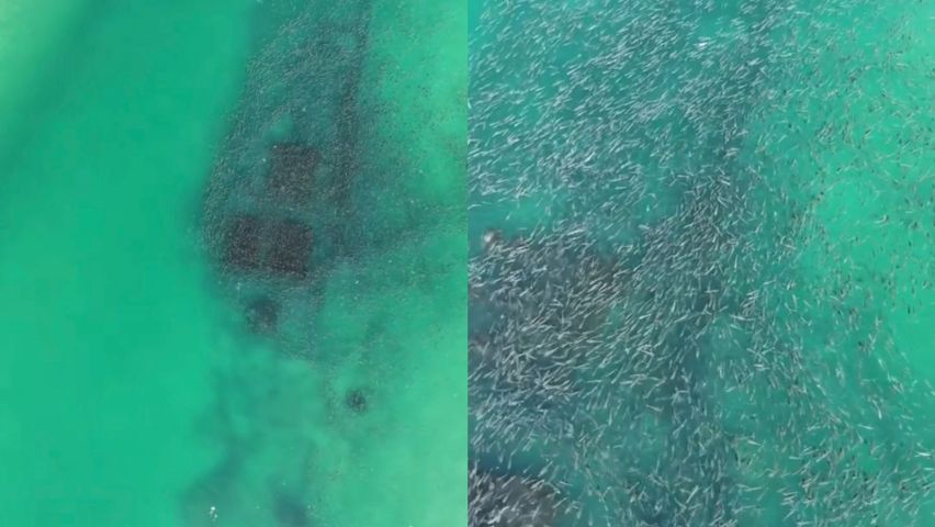 (VÍDEO) Cardume com milhares de tainhas impressiona no Farol de Santa Marta neste sábado (4)