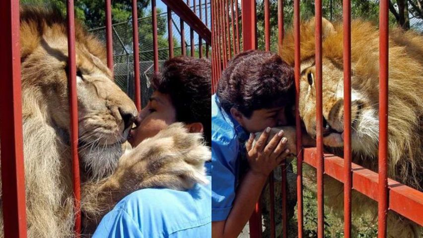 Depois de 20 anos juntos, leão debilitado se despede de sua cuidadora